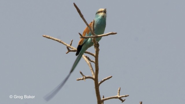 Abyssinian Roller - ML201839881