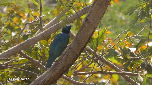 Küçük Mavikulak Sığırcık (chloropterus) - ML201839901