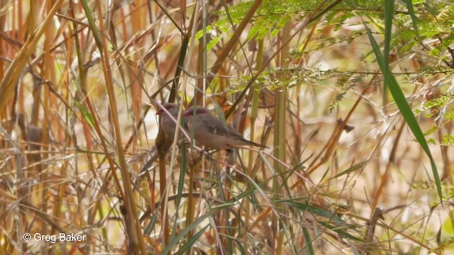 Black-rumped Waxbill - ML201839911