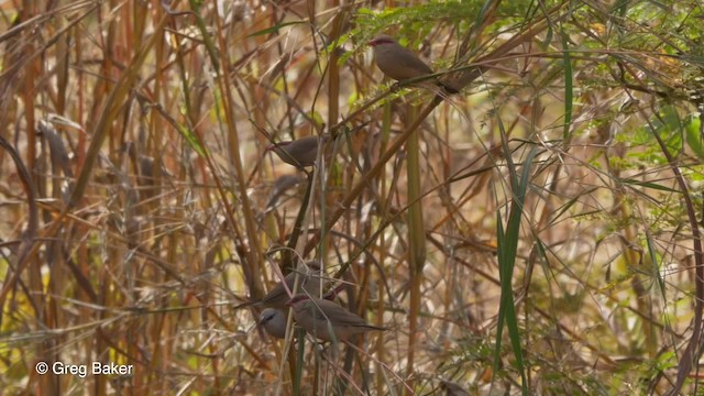 Black-rumped Waxbill - ML201839921