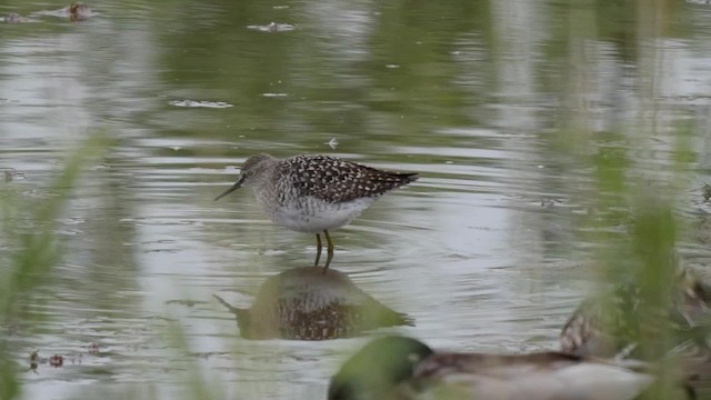 Wood Sandpiper - ML201839931