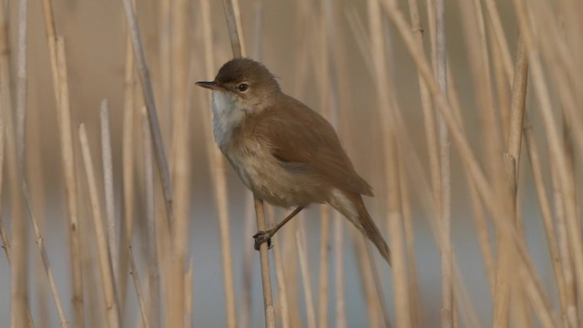 Teichrohrsänger (scirpaceus) - ML201839961