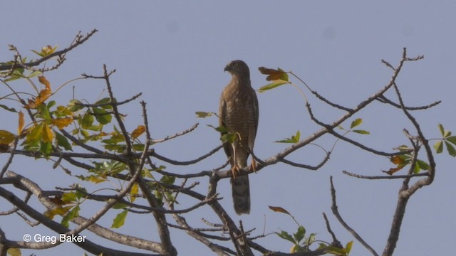 Dark Chanting-Goshawk - ML201839991