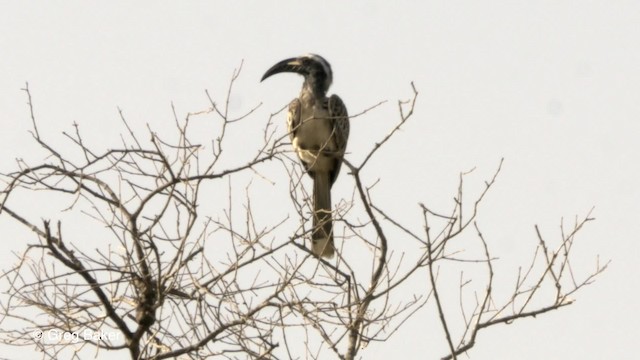 African Gray Hornbill - ML201840061
