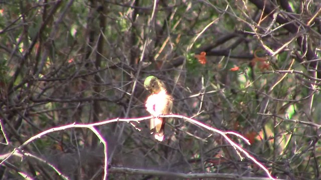 Broad-tailed Hummingbird - ML201840091