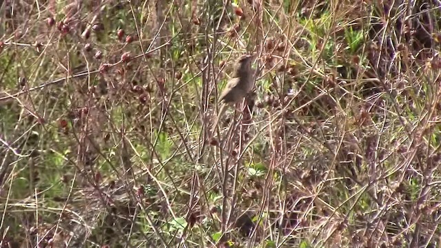 Rufous-crowned Sparrow - ML201840101