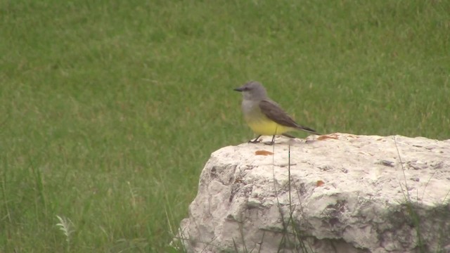 Western Kingbird - ML201840171