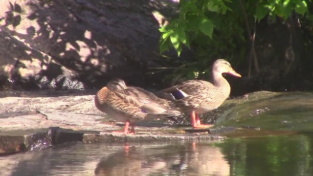 Mallard - ML201840211