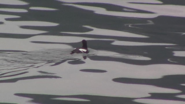 Pigeon Guillemot (columba Group) - ML201840221