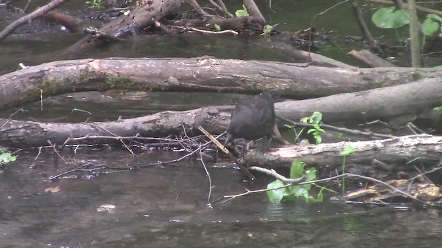 American Crow - ML201840231