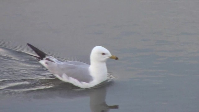 Ring-billed Gull - ML201840261