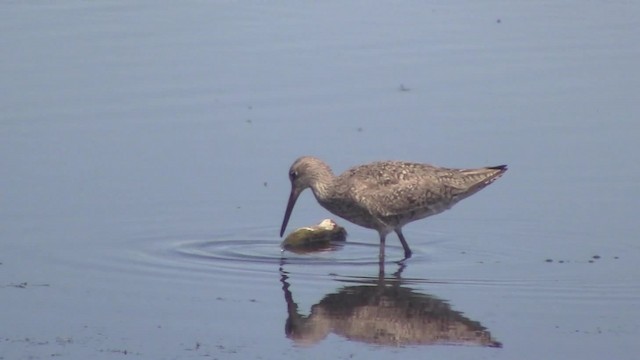 Willet (Western) - ML201840281