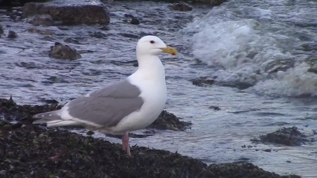 Glaucous-winged Gull - ML201840291