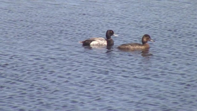 Lesser Scaup - ML201840341