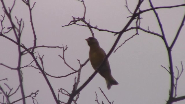 Oriental Greenfinch - ML201840361