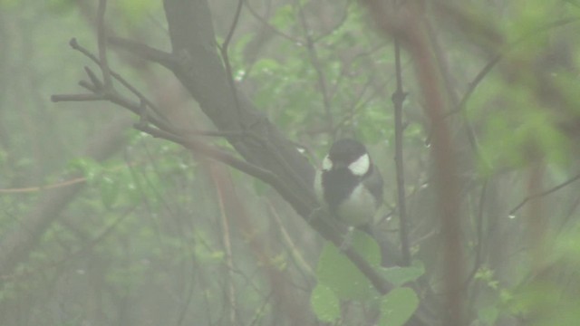 Japanese Tit (Japanese) - ML201840371