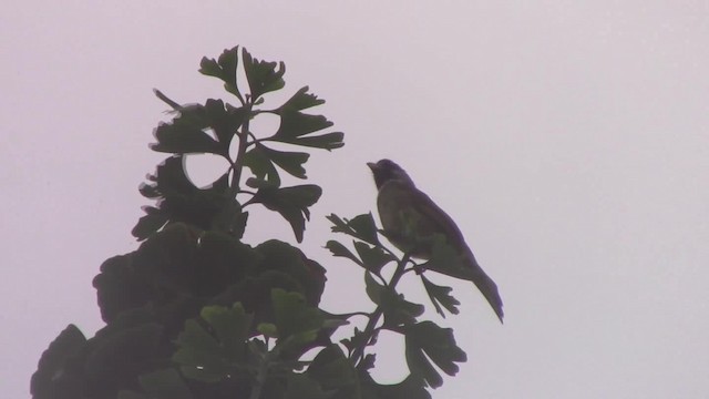 Collared Finchbill - ML201840381