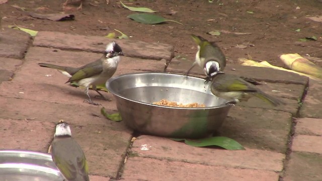 Light-vented Bulbul (sinensis) - ML201840401