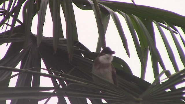 Brown-breasted Bulbul - ML201840421