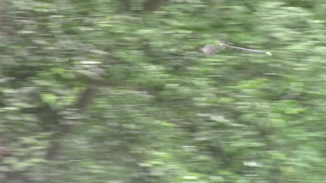 Red-billed Blue-Magpie - ML201840451