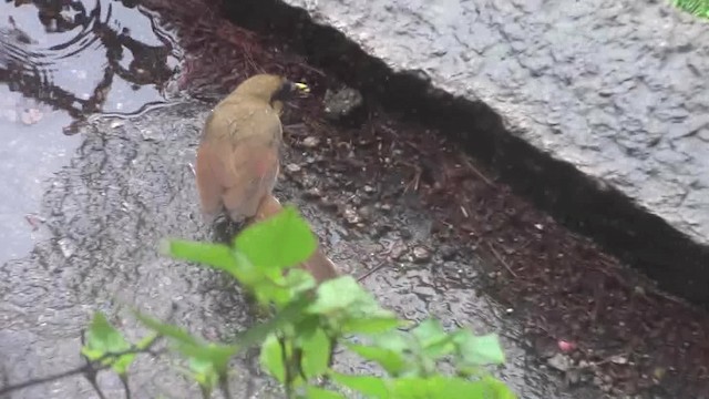 Buffy Laughingthrush - ML201840461