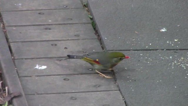 Red-billed Leiothrix - ML201840471