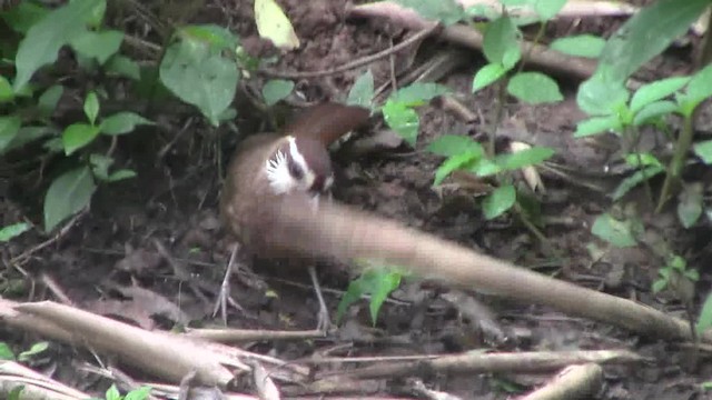 White-browed Laughingthrush - ML201840481