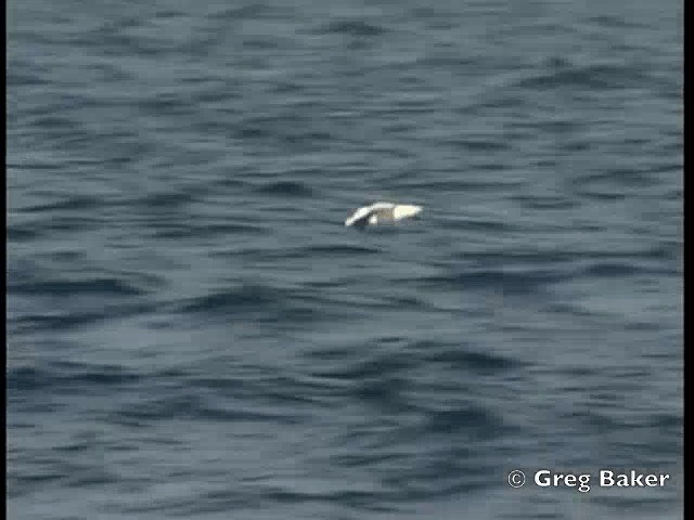 Northern Royal Albatross - ML201840491