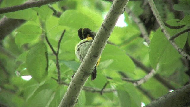 Narcissus Flycatcher - ML201840521