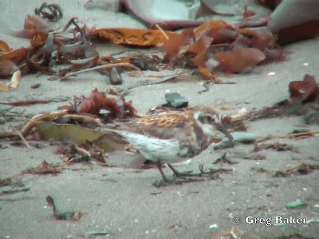 Rock Sandpiper (Kuril Is.) - ML201840531