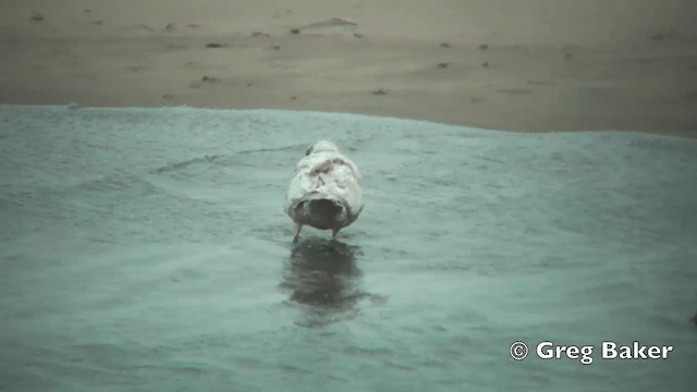 Glaucous-winged Gull - ML201840541