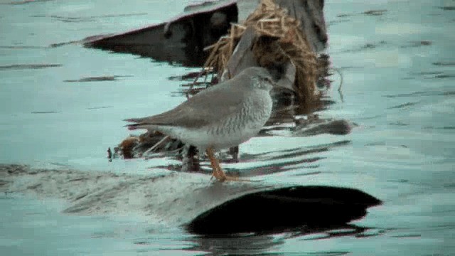 Grauschwanz-Wasserläufer - ML201840551