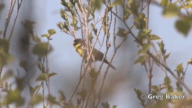 Yellow-breasted Bunting - ML201840591