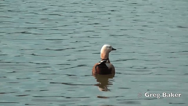 Ruddy Shelduck - ML201840601