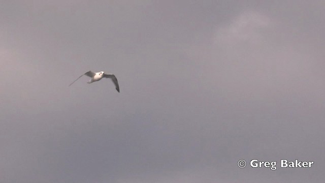 Gaviota Piquicorta - ML201840611