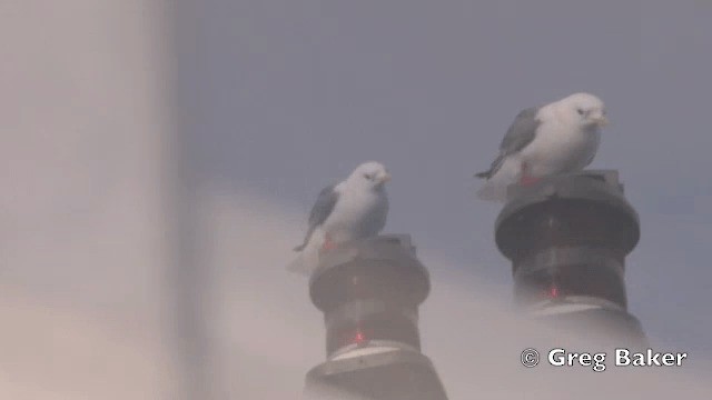 Red-legged Kittiwake - ML201840621