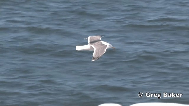 Slaty-backed Gull - ML201840671