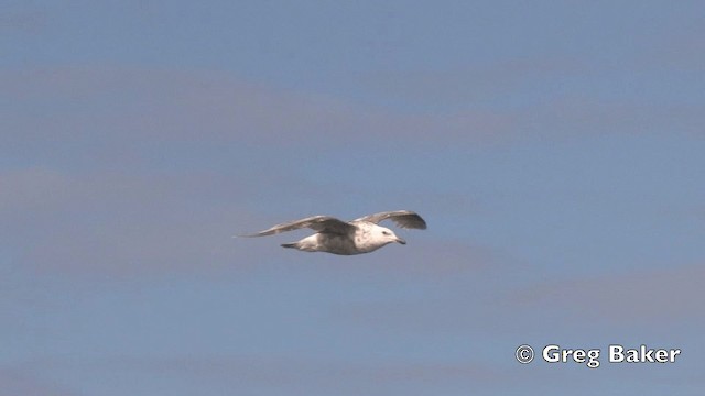 Slaty-backed Gull - ML201840681