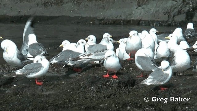 Red-legged Kittiwake - ML201840751