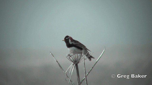 Lapland Longspur - ML201840771