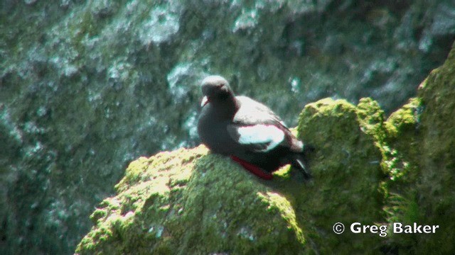 Pigeon Guillemot (columba Group) - ML201840781