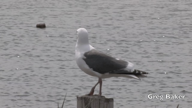 Slaty-backed Gull - ML201840811