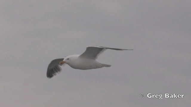 Slaty-backed Gull - ML201840821