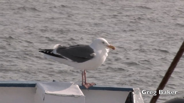 Slaty-backed Gull - ML201840851