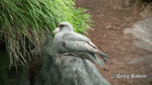 Fulmar Boreal (Pacífico) - ML201840881