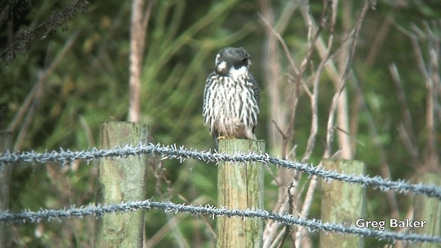 Eurasian Hobby - ML201840911