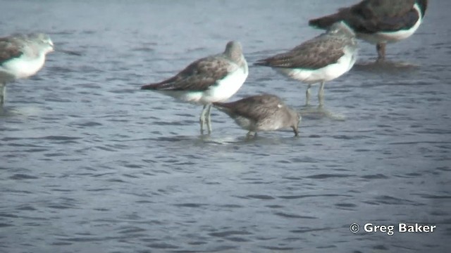 Long-billed Dowitcher - ML201840921