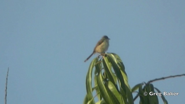 Prinia Modesta - ML201840961