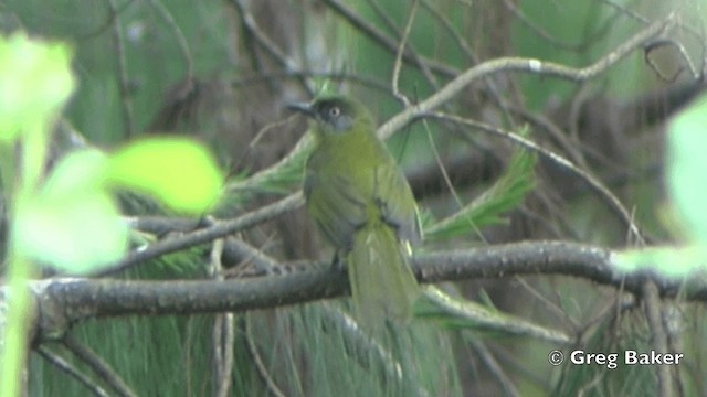 Stripe-cheeked Greenbul (Olive-headed) - ML201840991