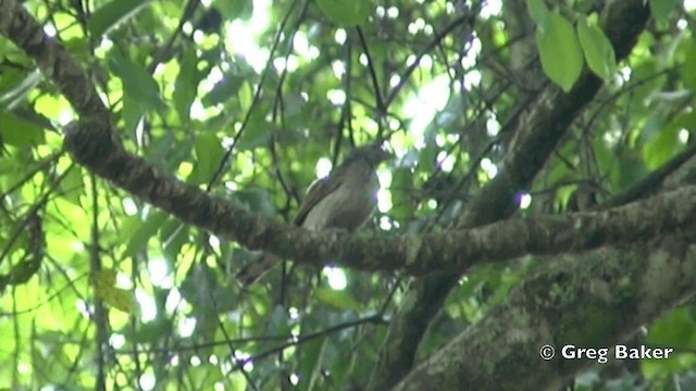 Scaly-throated Honeyguide - ML201841011